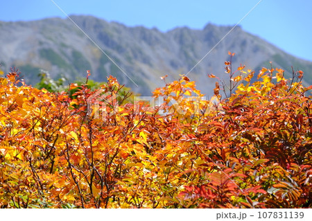 立山のナナカマド 107831139