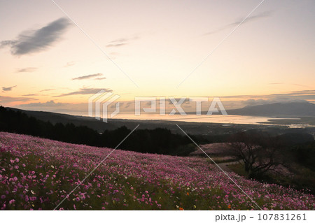 早朝の白木峰高原 早朝の白木峰高原 107831261