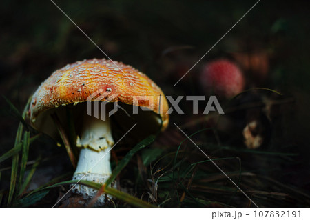 Amanita muscari psychoactive toadstool Fly agaric red-headed hallucinogenic toxic mushroom with white dots autumn forest Amanita muscari psychoactive toadstool Fly agaric red-headed hallucinogenic toxic mushroom with white dots autumn forest 107832191