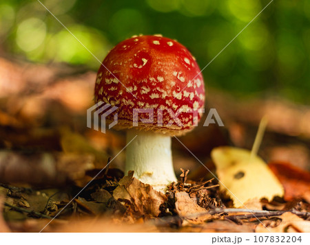 Amanita muscari psychoactive toadstool Fly agaric red-headed hallucinogenic toxic mushroom with white dots autumn forest Amanita muscari psychoactive toadstool Fly agaric red-headed hallucinogenic toxic mushroom with white dots autumn forest 107832204