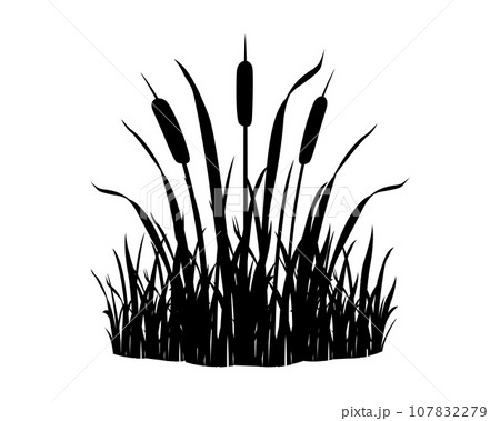 Reeds in grass on white background. Black silhouette of wild swamp vegetation element. River plant Reeds in grass on white background. Black silhouette of wild swamp vegetation element. River plant 107832279