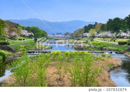 花咲く季節の京都市賀茂川の眺め 107832874