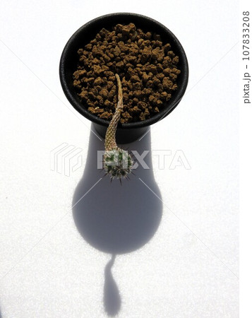 サブテラネウス サブテラネウス 107833208