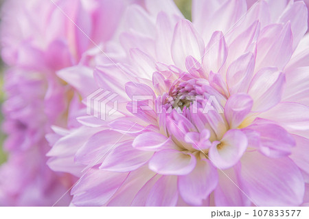 華やかに咲くダリア 華やかに咲くダリア 107833577