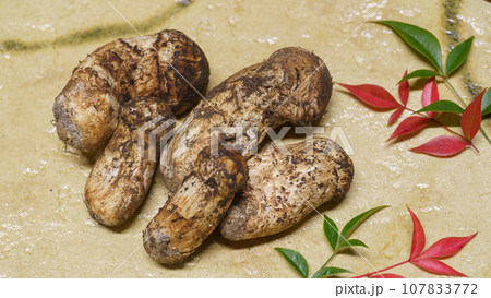 松茸 松茸 107833772