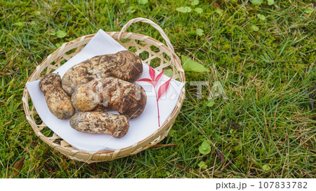 松茸 松茸 107833782