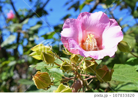 フヨウ（芙蓉） 107833820