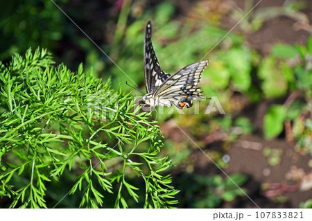 ニンジンの葉に止まるナミアゲハ 107833821