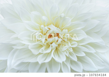優雅に咲く白いダリア 107834184
