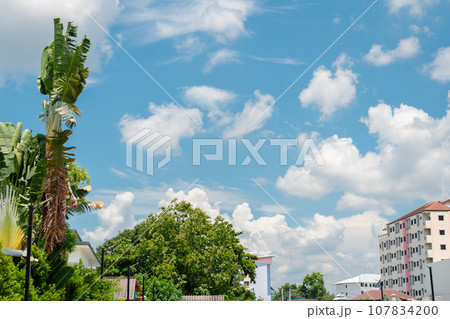 Chiang Mai city and tropical tree in Thailand 107834200