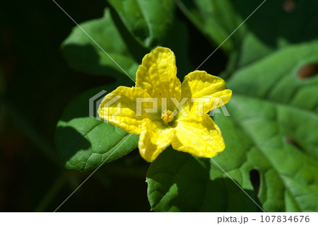 陽射を受けるゴーヤーの花 陽射を受けるゴーヤーの花 107834676
