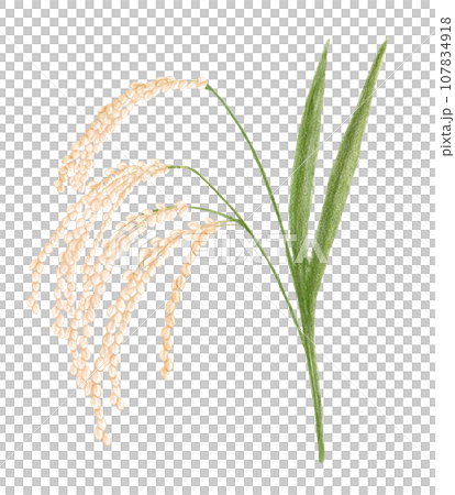 Hand-drawn colored pencil drawing of a bumper crop of rice 107834918