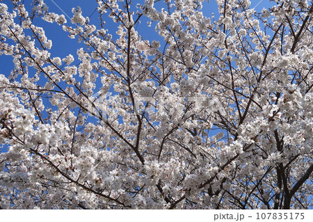 神功皇后陵（五社神古墳）の桜の花 107835175