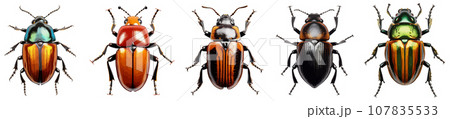 Beetle insect vector set isolated on white 107835533