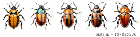 Beetle insect vector set isolated on white 107835536