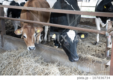 牛舎で牧草を食べる牛 107836734