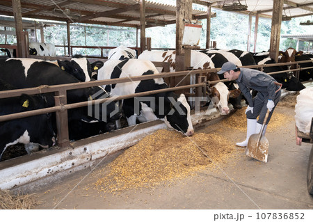 牛舎で牛に餌をやる作業員 牛舎で牛に餌をやる作業員 107836852