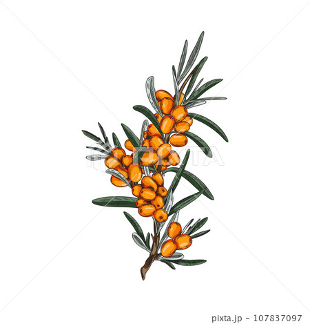Hand drawn branch of sea buckthorn, colorful vector illustration. Isolated in white. Hand drawn branch of sea buckthorn, colorful vector illustration. Isolated in white. 107837097