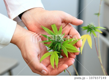 Person's hands holding medicinal CBD cannabis Person's hands holding medicinal CBD cannabis 107837149