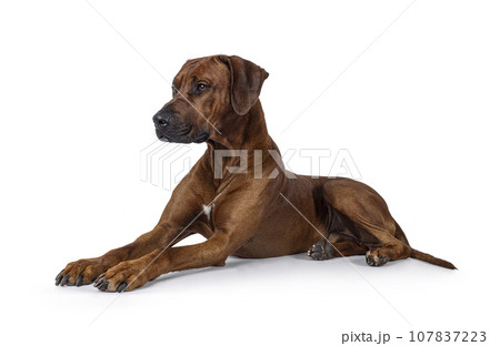 Rhodesian Ridgeback dog on white background Rhodesian Ridgeback dog on white background 107837223