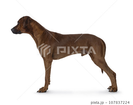 Rhodesian Ridgeback dog on white background 107837224