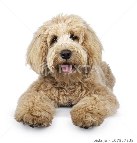 Cream Labradoodle on white baxkground 107837238