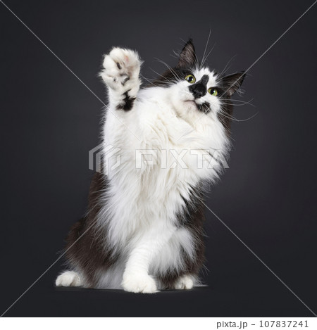 Norwegian Forestcat on black background Norwegian Forestcat on black background 107837241