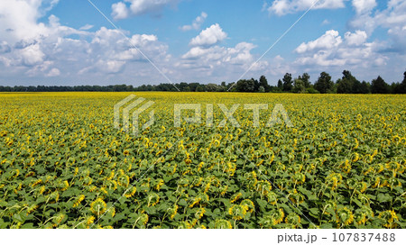 Clear blue sky over a sunflower field on a summer day. Farmer's field, aerial view. Clear blue sky over a sunflower field on a summer day. Farmer's field, aerial view. 107837488
