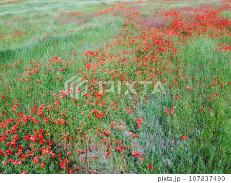 Red poppies bloom among field herbs in sunny weather, aerial view. 107837490