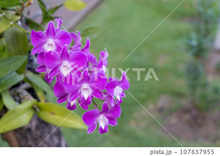 Purple orchids in the garden with green grass background. 107837955