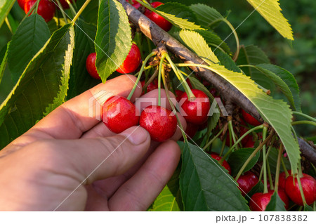 The gardener's hand picks ripe cherries from a branch close-up in the garden. Rich summer harvest. 107838382