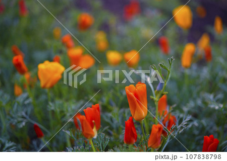 Colorful flowers on a green bed. Yellow-red flowers of Eschscholzia in summer. Papaveraceae flowers. 107838798