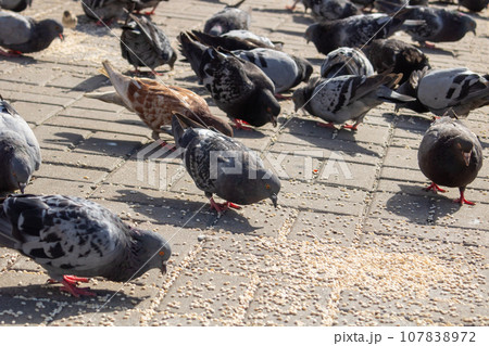 Pigeons eating grain on the sidewalk closeup 107838972