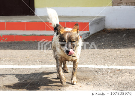 Dirty white dog standing on the sidewalk Dirty white dog standing on the sidewalk 107838976