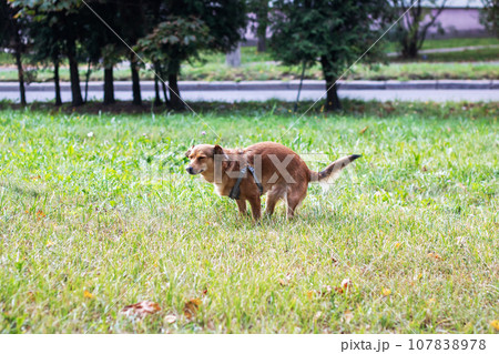 A dog defecates on the lawn in the park 107838978