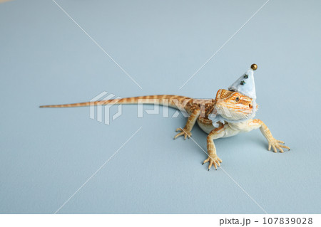 Bearded dragon, pogona vitticeps, isolated on blue background, Tiger Pattern Morphs. Professional studio macro photography on isolated blue background. Dragon in a New Year's blue cap. New Year card. 107839028