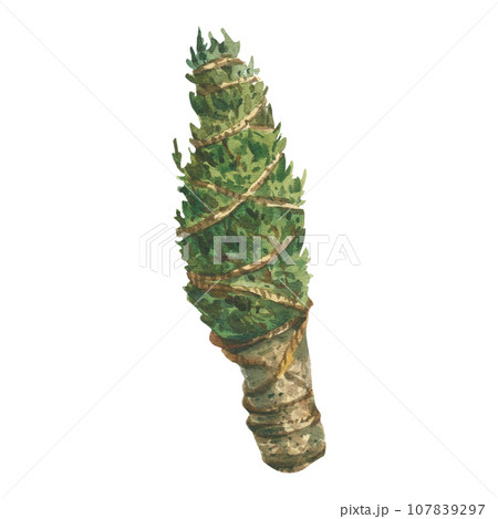 Bouquet of rosemary for smudging and fortune telling, painted in green watercolor on a white background. Suitable for printing on fabric, paper, scrapbooking holiday decoration, design Bouquet of rosemary for smudging and fortune telling, painted in green watercolor on a white background. Suitable for printing on fabric, paper, scrapbooking holiday decoration, design 107839297