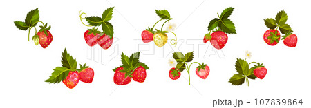 Sweet Strawberry Red Fruit Branch with Green Leaf and Stem Vector Set Sweet Strawberry Red Fruit Branch with Green Leaf and Stem Vector Set 107839864