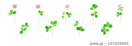 Clover Flower on Stem with Green Leaf Vector Set Clover Flower on Stem with Green Leaf Vector Set 107839995