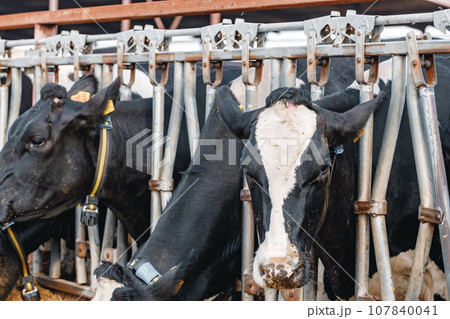 Black and white spotty cows on a farm Black and white spotty cows on a farm 107840041