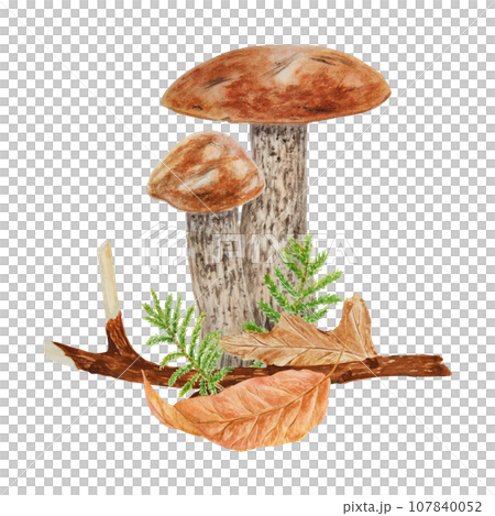 Wild mushroom and moss watercolor hand drawn - Stock