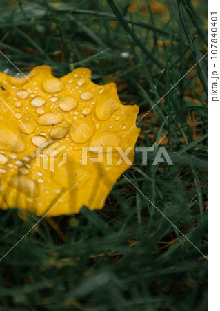 Fallen yellow leaves with dew. Autumn aspen leaves. water drops on leaves of tree close-up Fallen yellow leaves with dew. Autumn aspen leaves. water drops on leaves of tree close-up 107840401