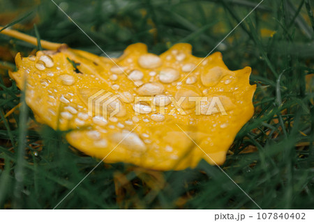 Fallen yellow leaves with dew. Autumn aspen leaves. water drops on leaves of tree close-up Fallen yellow leaves with dew. Autumn aspen leaves. water drops on leaves of tree close-up 107840402