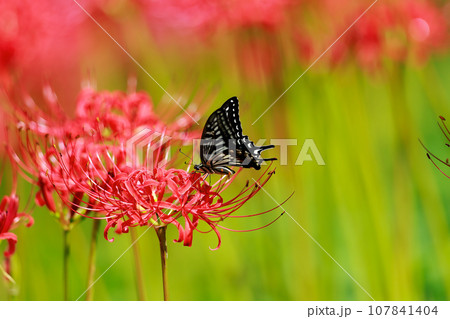 赤い彼岸花の蜜を吸うアゲハ蝶 107841404