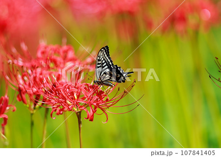 赤い彼岸花の蜜を吸うアゲハ蝶 107841405