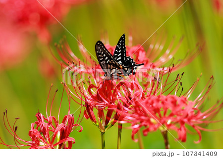 赤い彼岸花の蜜を吸うアゲハ蝶 107841409