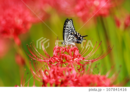 赤い彼岸花の蜜を吸うアゲハ蝶 赤い彼岸花の蜜を吸うアゲハ蝶 107841416