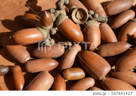 ドングリ 秋の風景 107841427