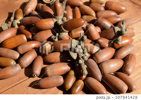 ドングリ 秋の風景 107841428