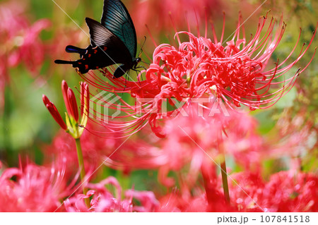 赤い彼岸花の蜜を吸うカラスアゲハ 赤い彼岸花の蜜を吸うカラスアゲハ 107841518